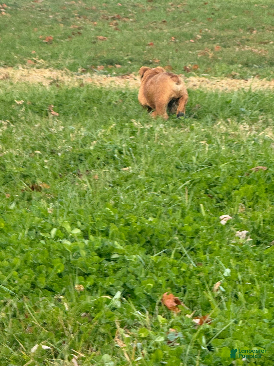 English Bulldog dogs for sale: Zeke - Ad 9