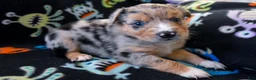 Miniature Australian Shepherd dogs for sale: Miniature Australian Shepherd 3 - Ad 9