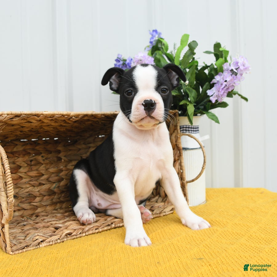 Boston Terrier dogs Birdie - Ad 2