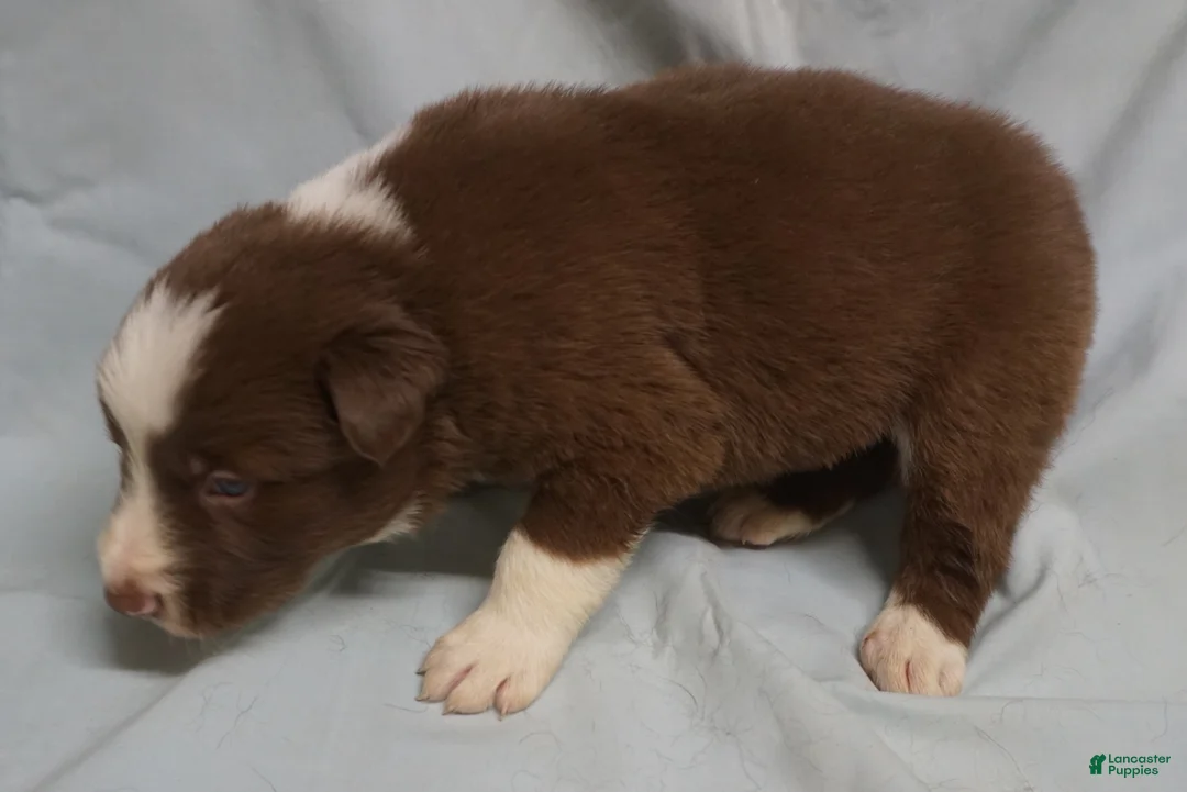 Border Collie dogs for sale: Ronan,  Puppy 4 - Ad 3