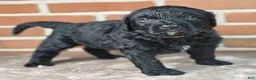 Bernedoodle dogs for sale: Ranger  - Ad 4