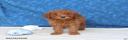 Goldendoodle dogs for sale: Brandy - Ad 3