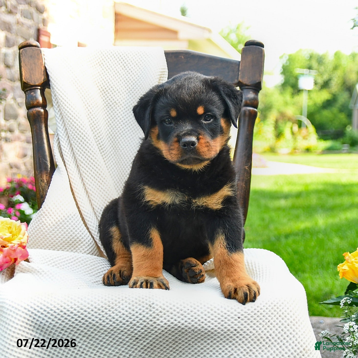 Rottweiler dogs Diesel - Ad 1