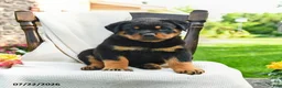 Rottweiler dogs for sale: Diesel - Ad 1
