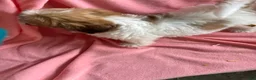 Havanese dogs for sale: Havanese Puppy 6 - Ad 8