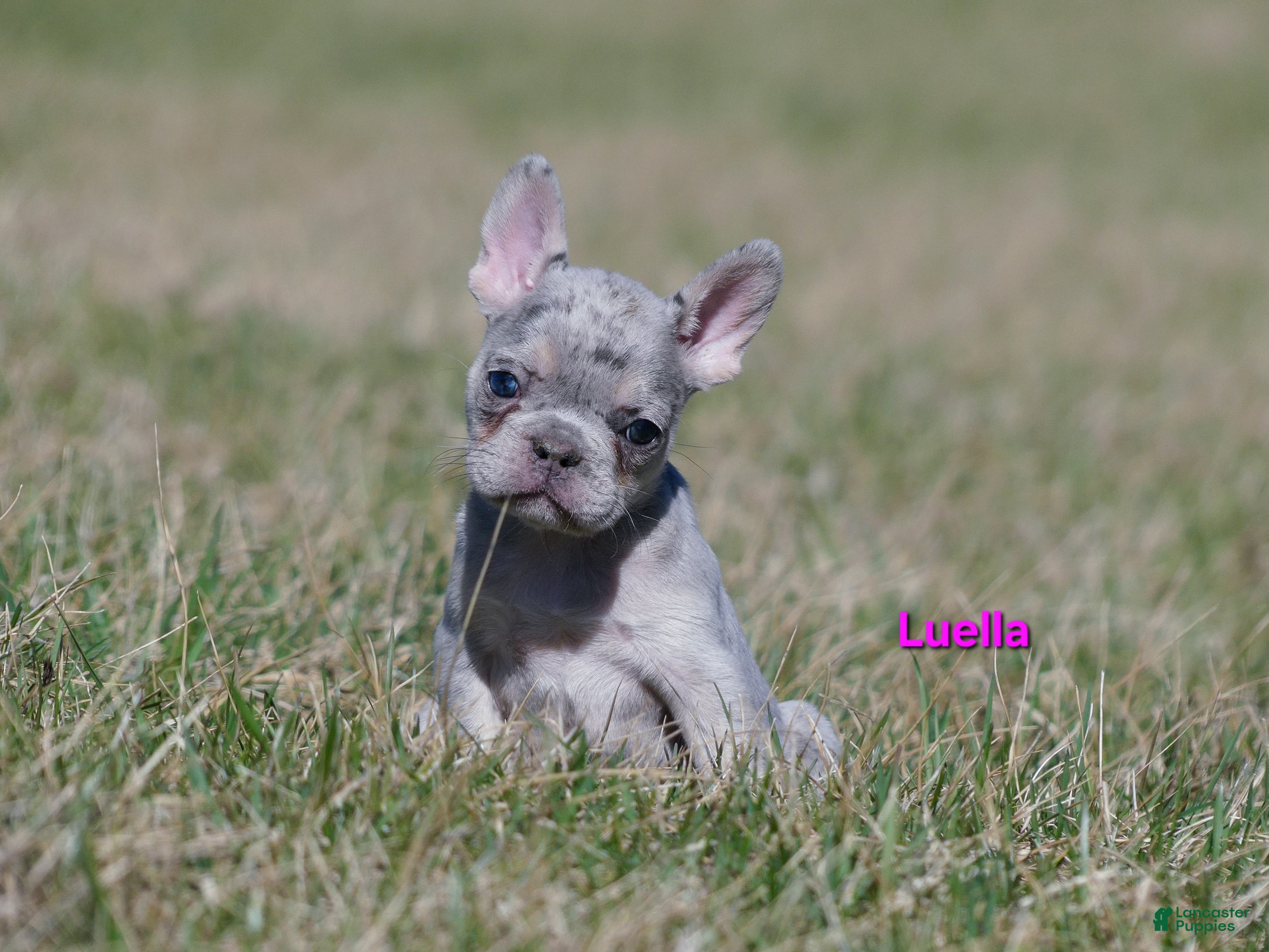 French Bulldog dogs Luella  - Ad 1