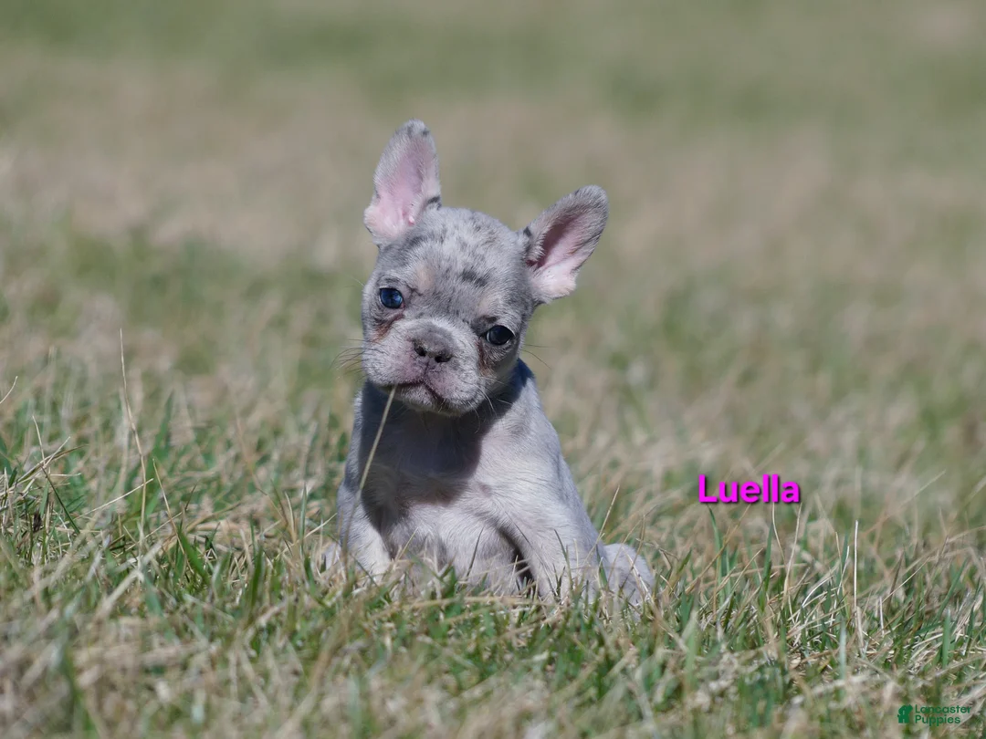 French Bulldog dogs for sale: Luella  - Ad 1