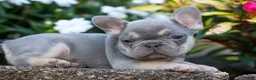French Bulldog dogs for sale: Roxie🌸 - Ad 12