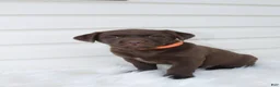 Labrador Retriever dogs for sale: Molly AKC - Ad 5