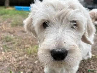 Goldendoodle dogs Olaf - Ad 29