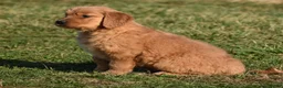 Golden Retriever dogs for sale: Bingo    Genetic/OFA - Ad 2