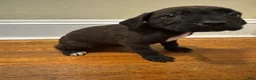 Cane Corso dogs for sale: Cane Corso Puppy 11 - Ad 2