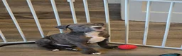American Pit Bull Terrier dogs for sale: Benji - Ad 3