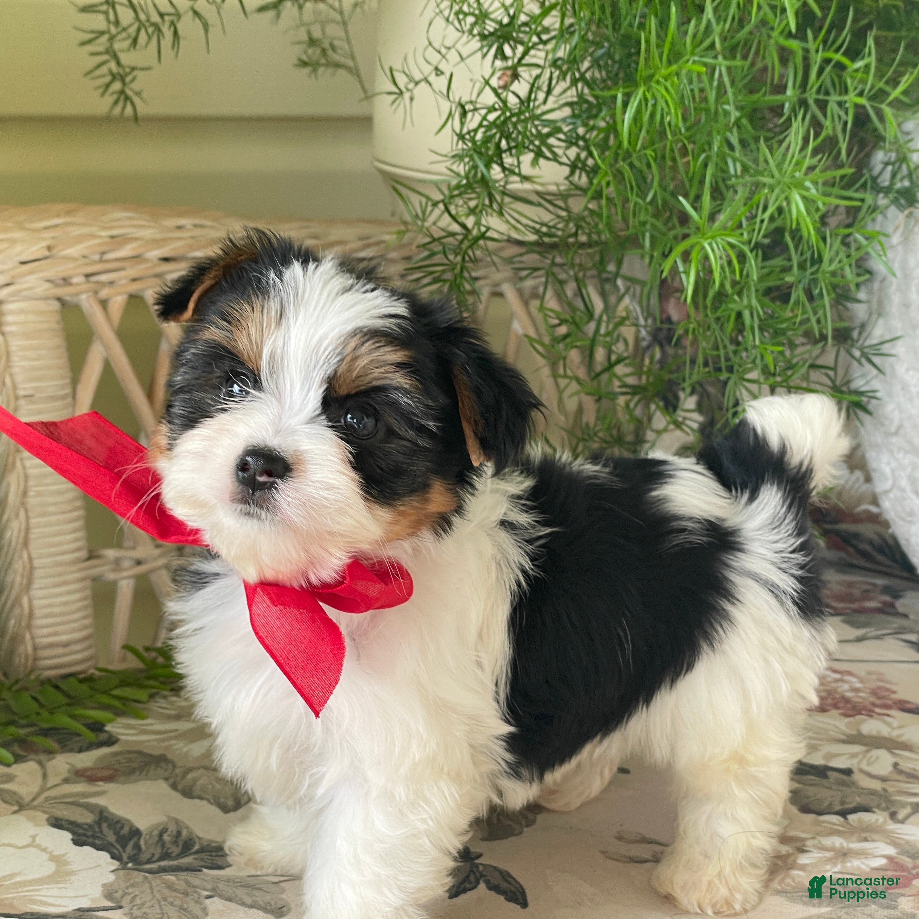 Biewer Terrier dogs Winky - Ad 1