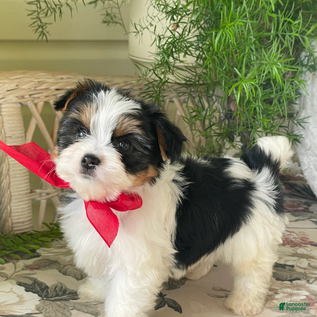 Biewer Terrier dogs for sale: Winky - Ad 1