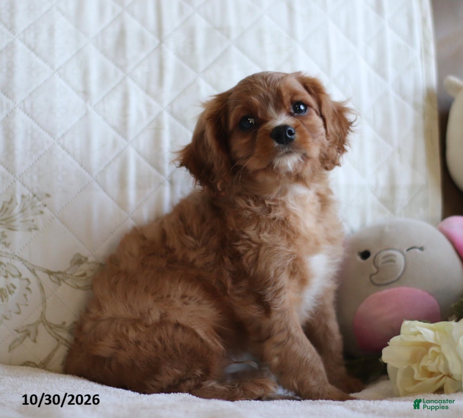 Cavalier King Charles Spaniel dogs for sale: Oscar - Ad 2