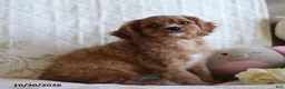 Cavalier King Charles Spaniel dogs for sale: Oscar - Ad 2