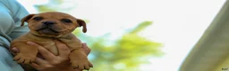 Staffordshire Bull Terrier dogs for sale: Mia Belle 🌸 - Ad 13