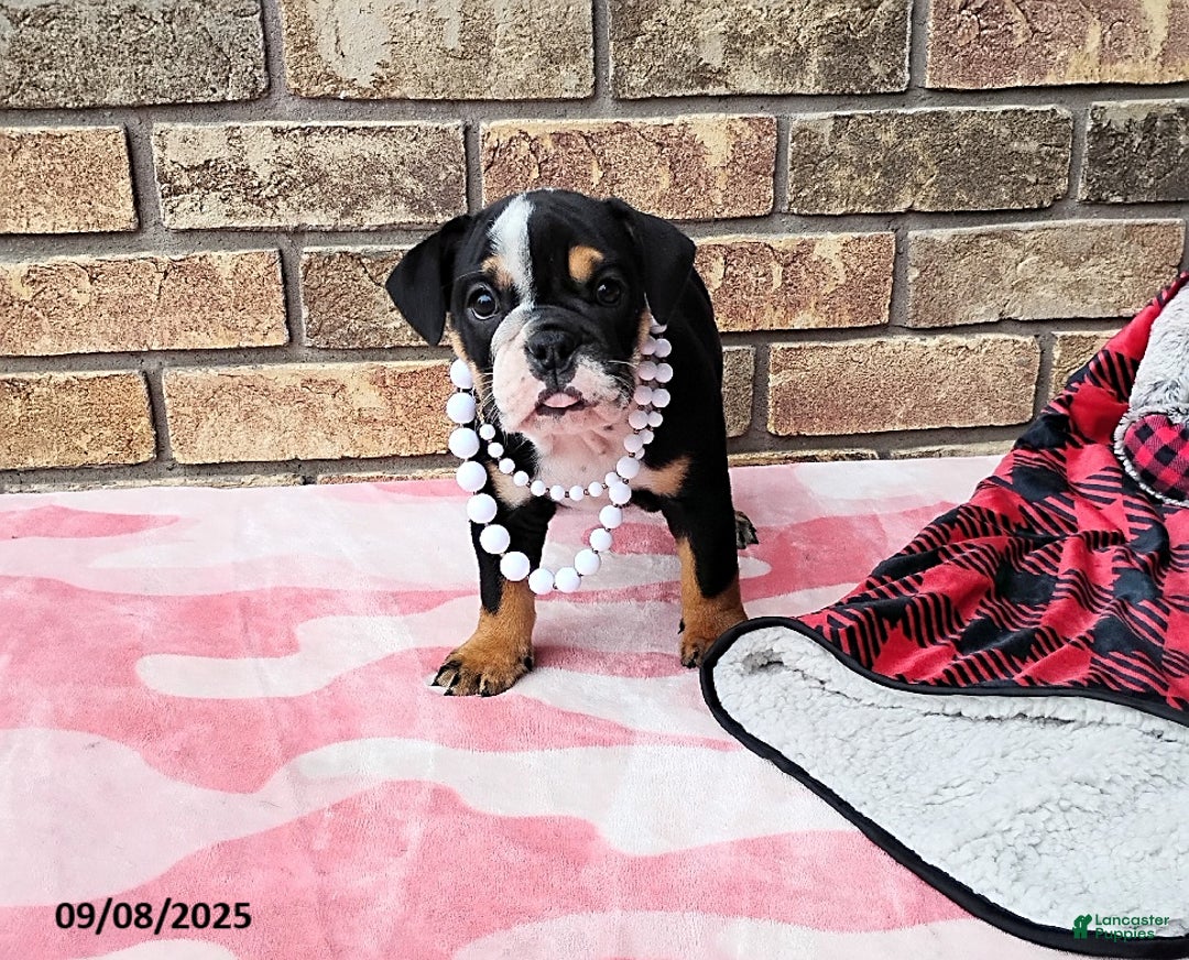 English Bulldog dogs for sale: Ramona - Ad 8