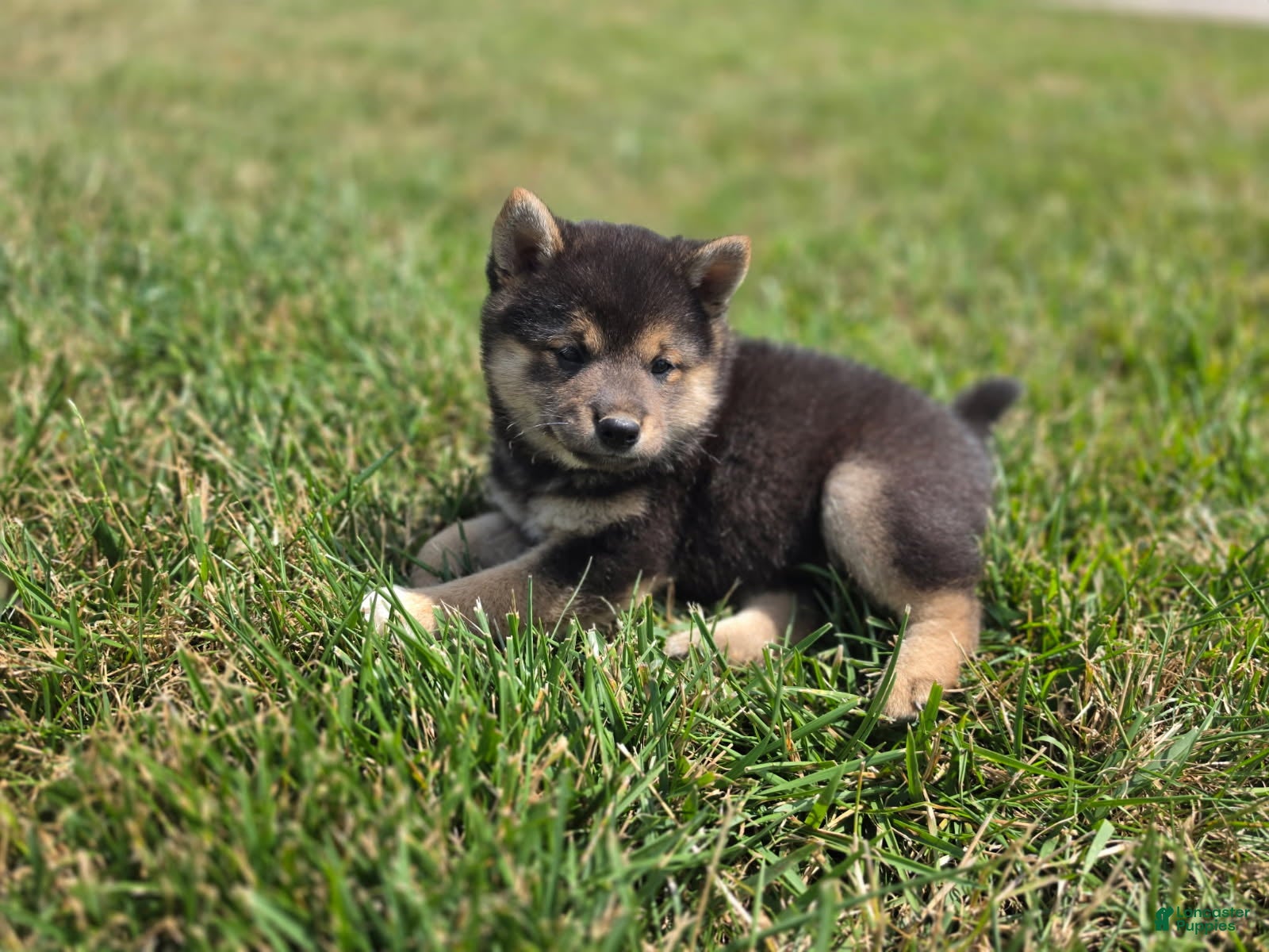 Shiba Inu dogs for sale: Randy - Ad 4