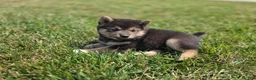Shiba Inu dogs for sale: Randy - Ad 1