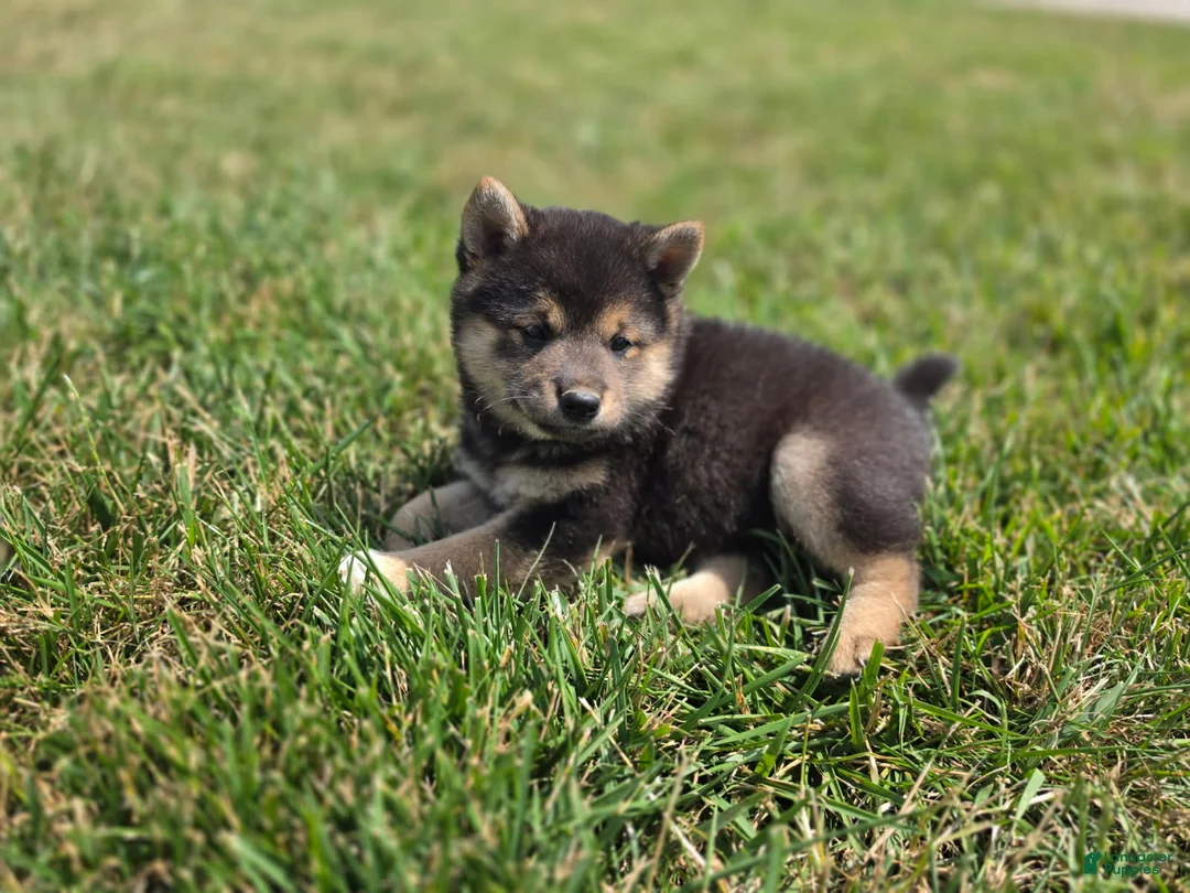 Shiba Inu dogs for sale: Randy - Ad 1