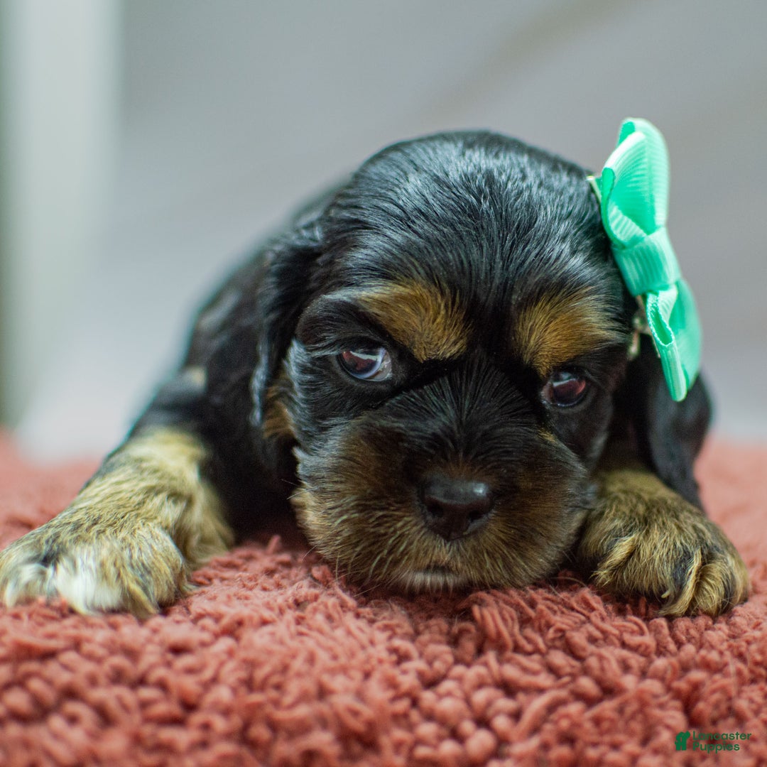 Cocker Spaniel dogs for sale: Noelle - Ad 2