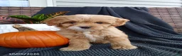 Mixed Breed dogs for sale: Owen - Ad 1