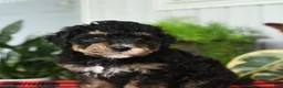 Mini Bernedoodle dogs for sale: Cleo - Ad 3