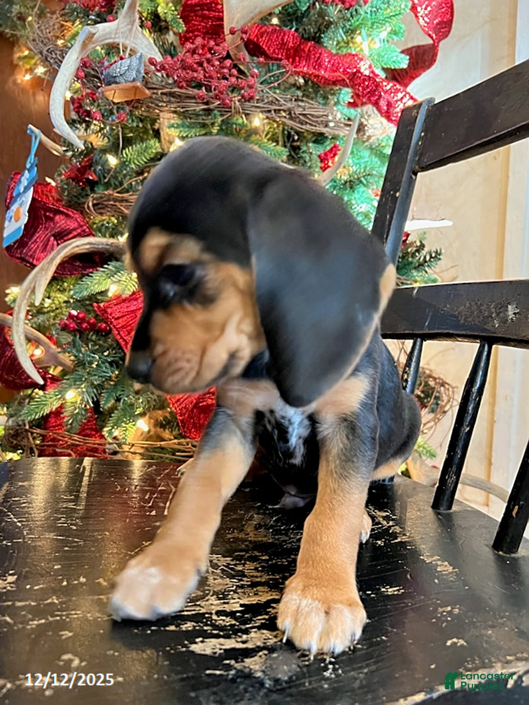 Beagle dogs for sale: Hank - Ad 3