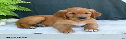Golden Retriever dogs for sale: Weston - Ad 2
