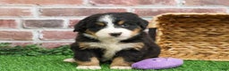 Bernese Mountain Dog dogs for sale: Gingerbread  - Ad 4