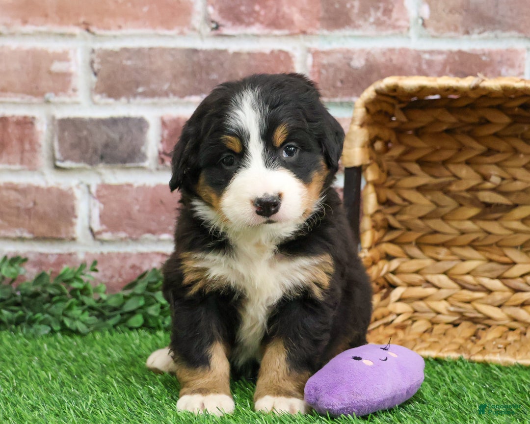 Bernese Mountain Dog dogs for sale: Gingerbread  - Ad 4
