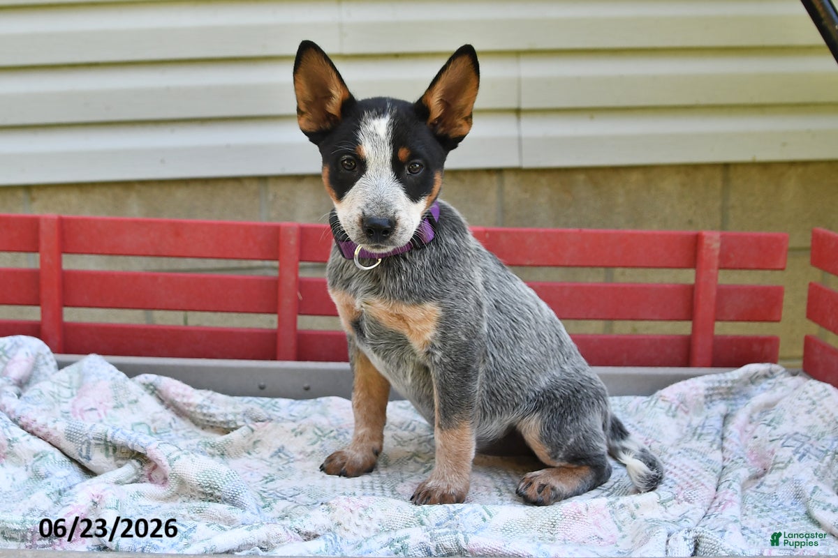 Australian Cattle Dog dogs Sadie - Ad 2
