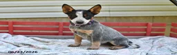 Australian Cattle Dog dogs for sale: Sadie - Ad 2