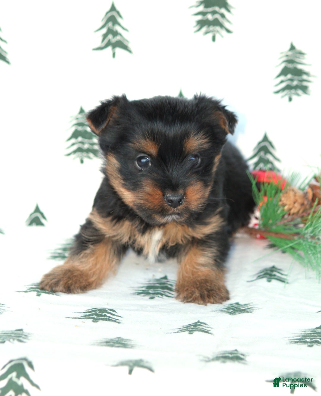 Yorkshire Terrier dogs for sale: Tristan - Ad 4