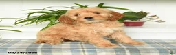 Mini Goldendoodle dogs for sale: Tucker - Ad 1