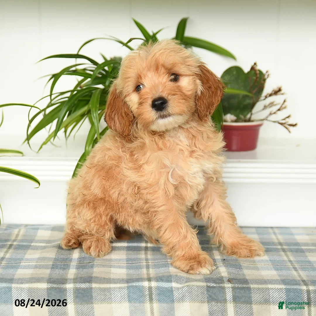 Mini Goldendoodle dogs for sale: Tucker - Ad 1