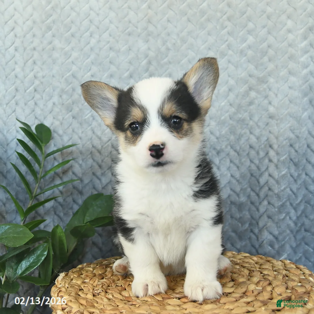 Welsh Corgi Pembroke dogs for sale: Princess  - Ad 4