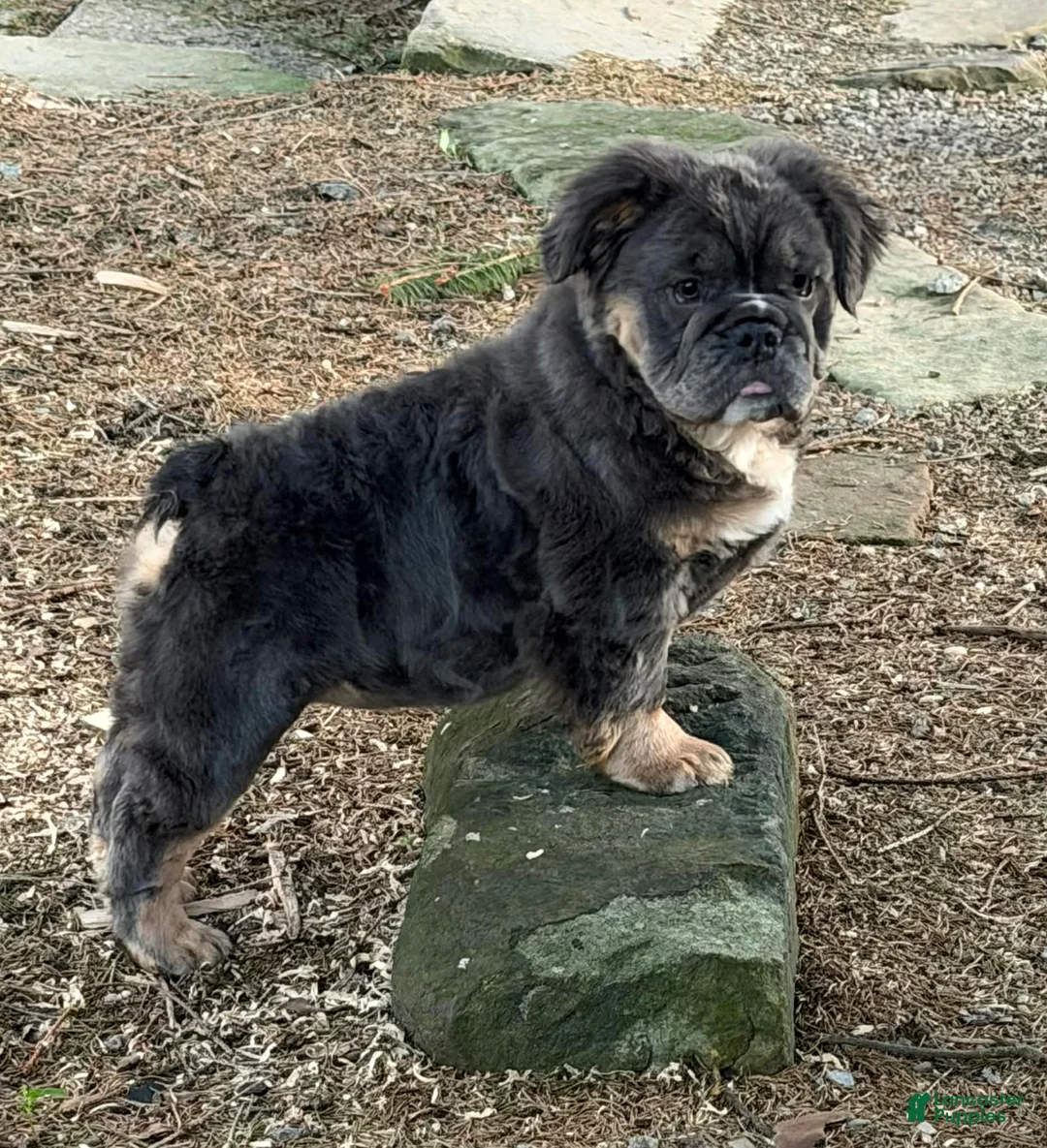 English Bulldog dogs for sale: Margo - Ad 2