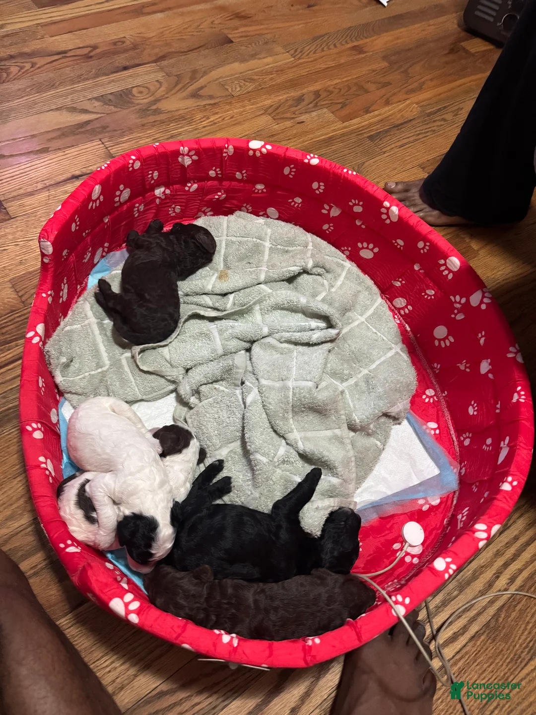 Standard Poodle dogs for sale: BLACK STANDARD POODLE - CAESER - Ad 1