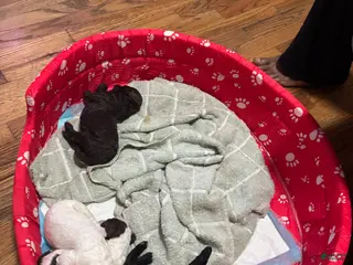 Standard Poodle dogs BLACK STANDARD POODLE - CAESER - Ad 23