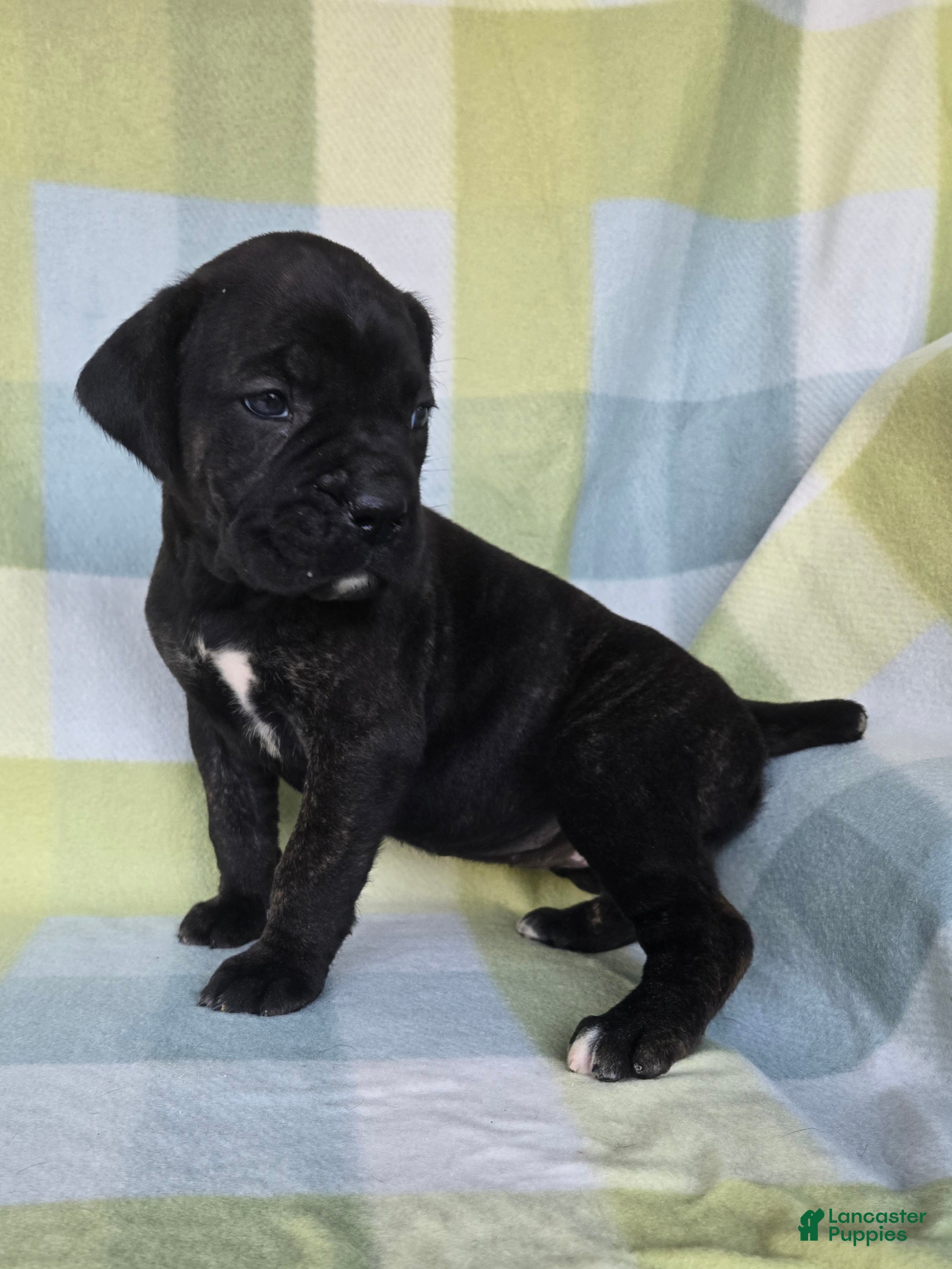 Cane Corso dogs ICCF Sadie - Ad 23
