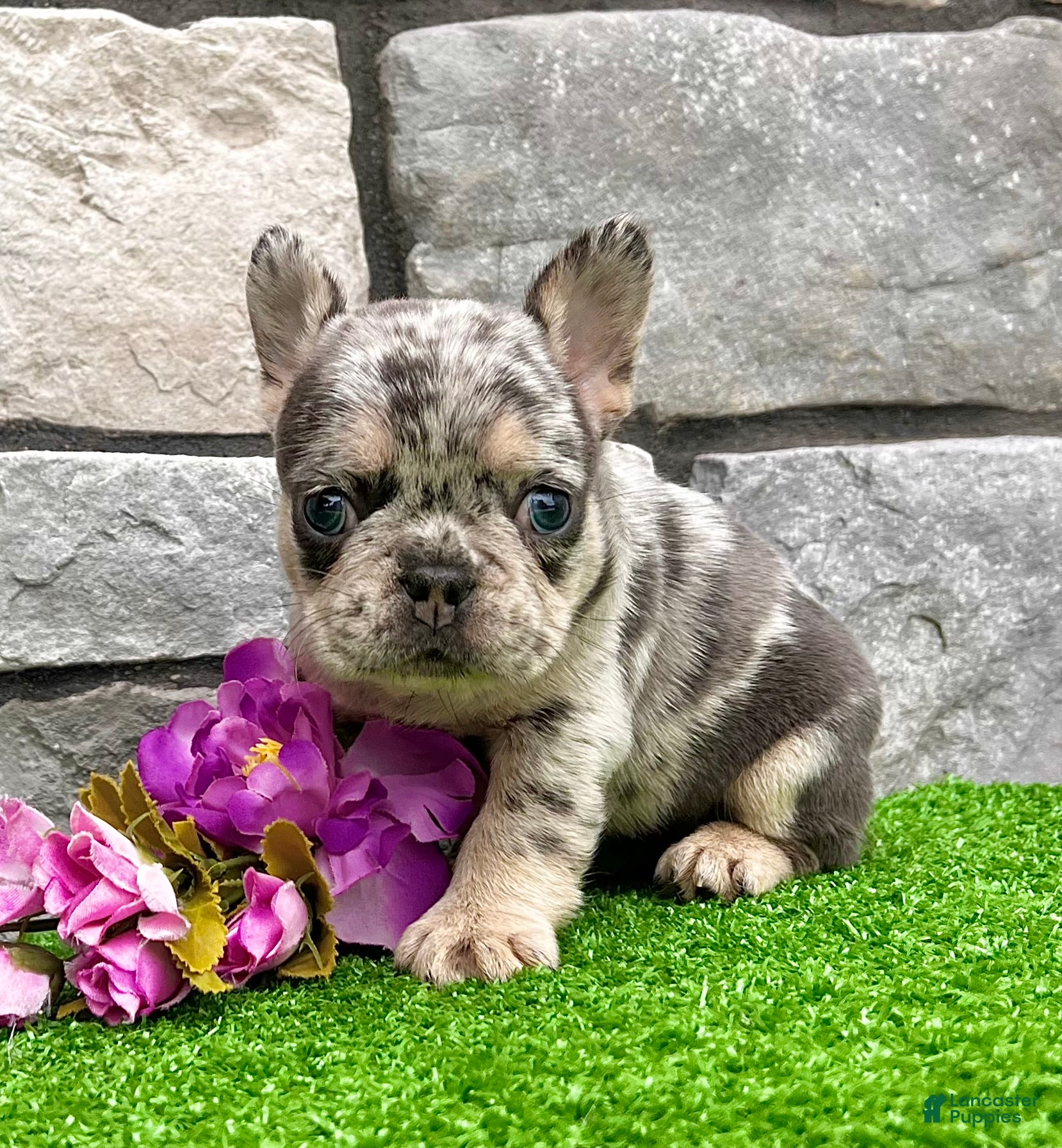 French Bulldog dogs Dawn - Ad 1