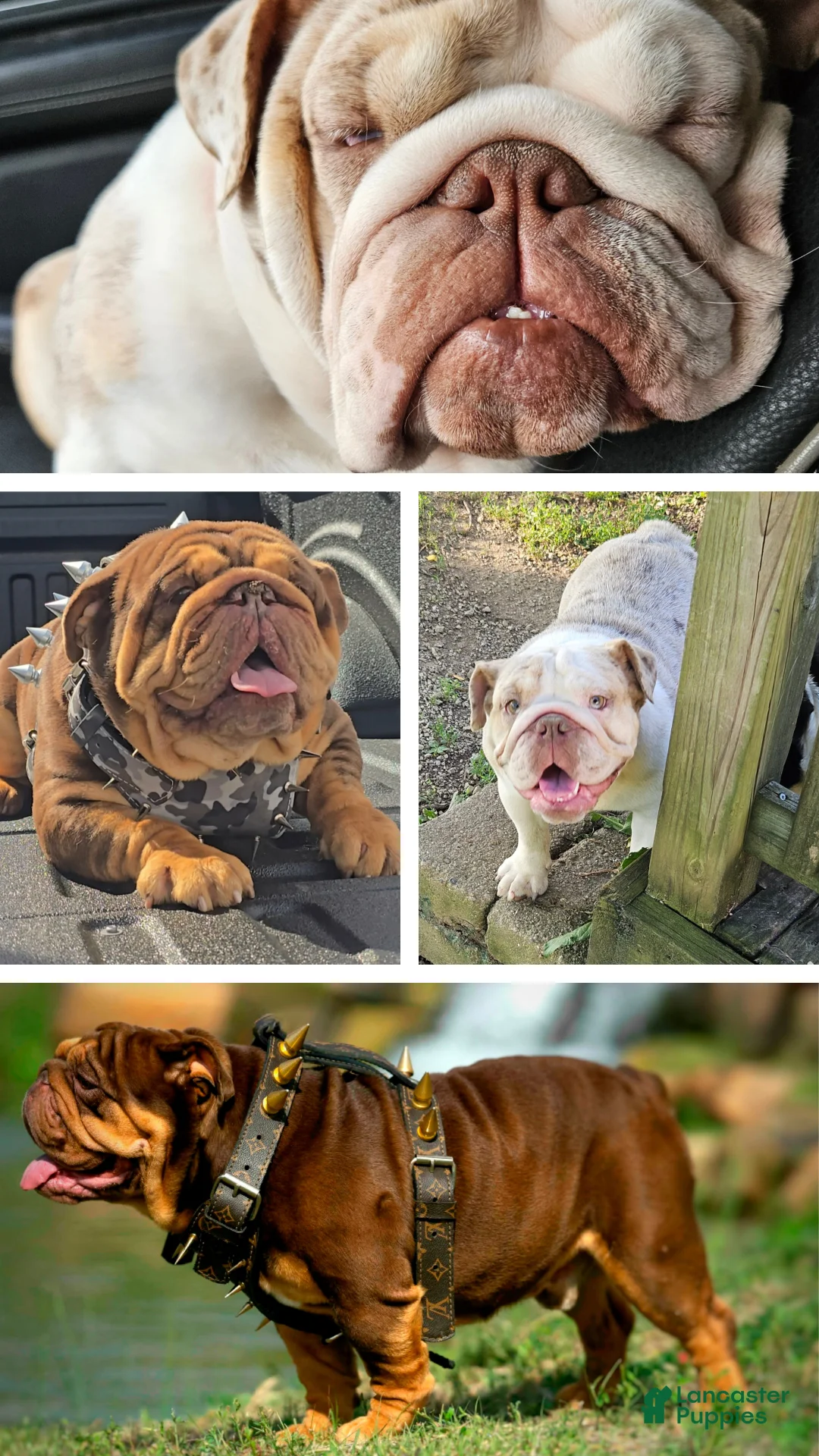 English Bulldog dogs for sale: English Bulldog Puppy 1 - Ad 4