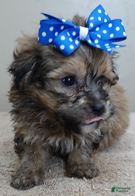 Maltipoo dogs River - Ad 7