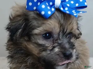 Maltipoo dogs River - Ad 7