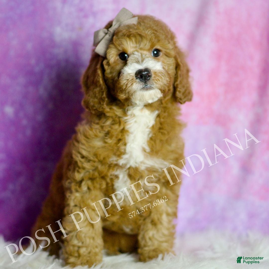 Mini Goldendoodle dogs Frodo - Ad 12