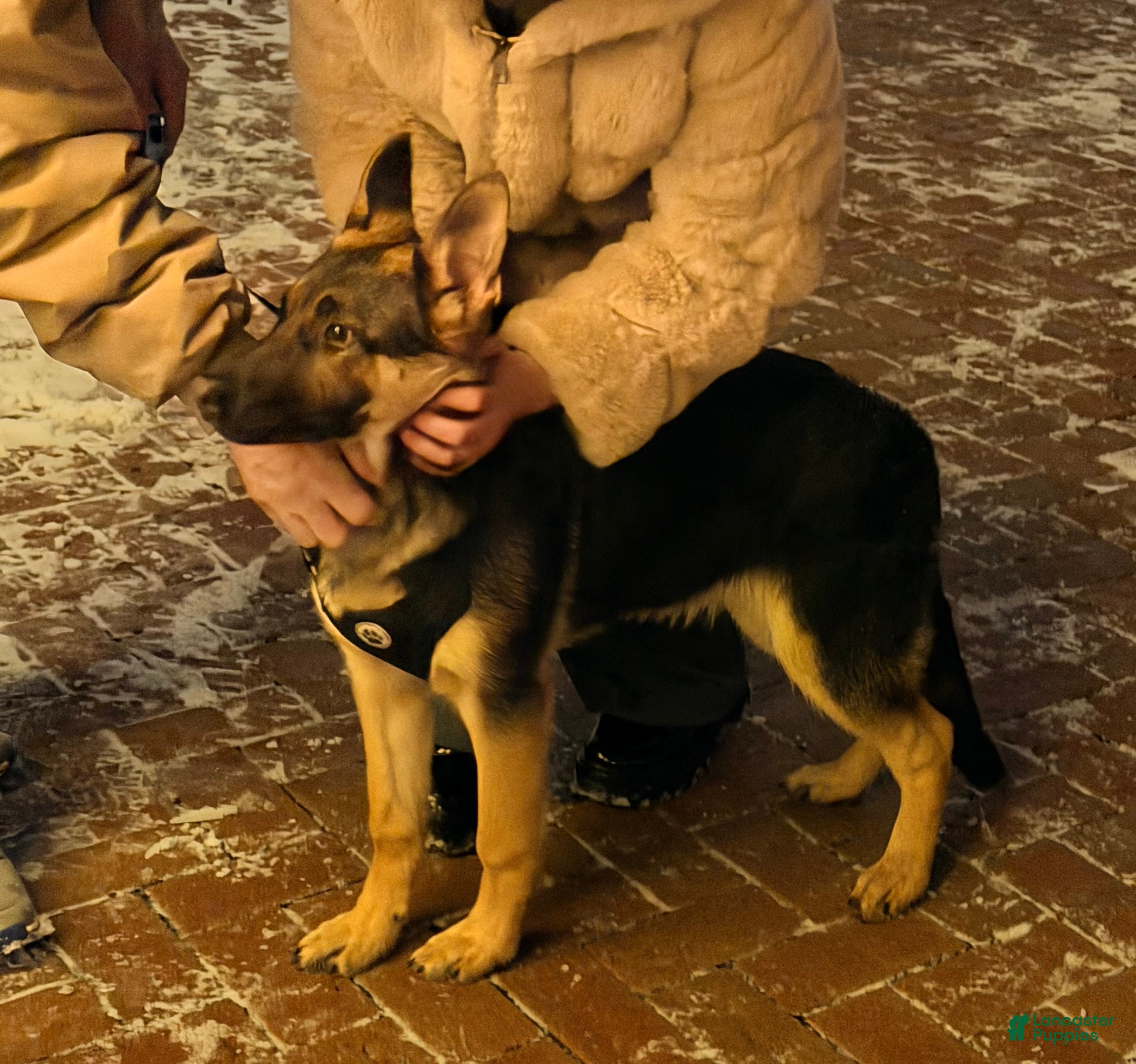 German Shepherd dogs Mocha - Ad 1