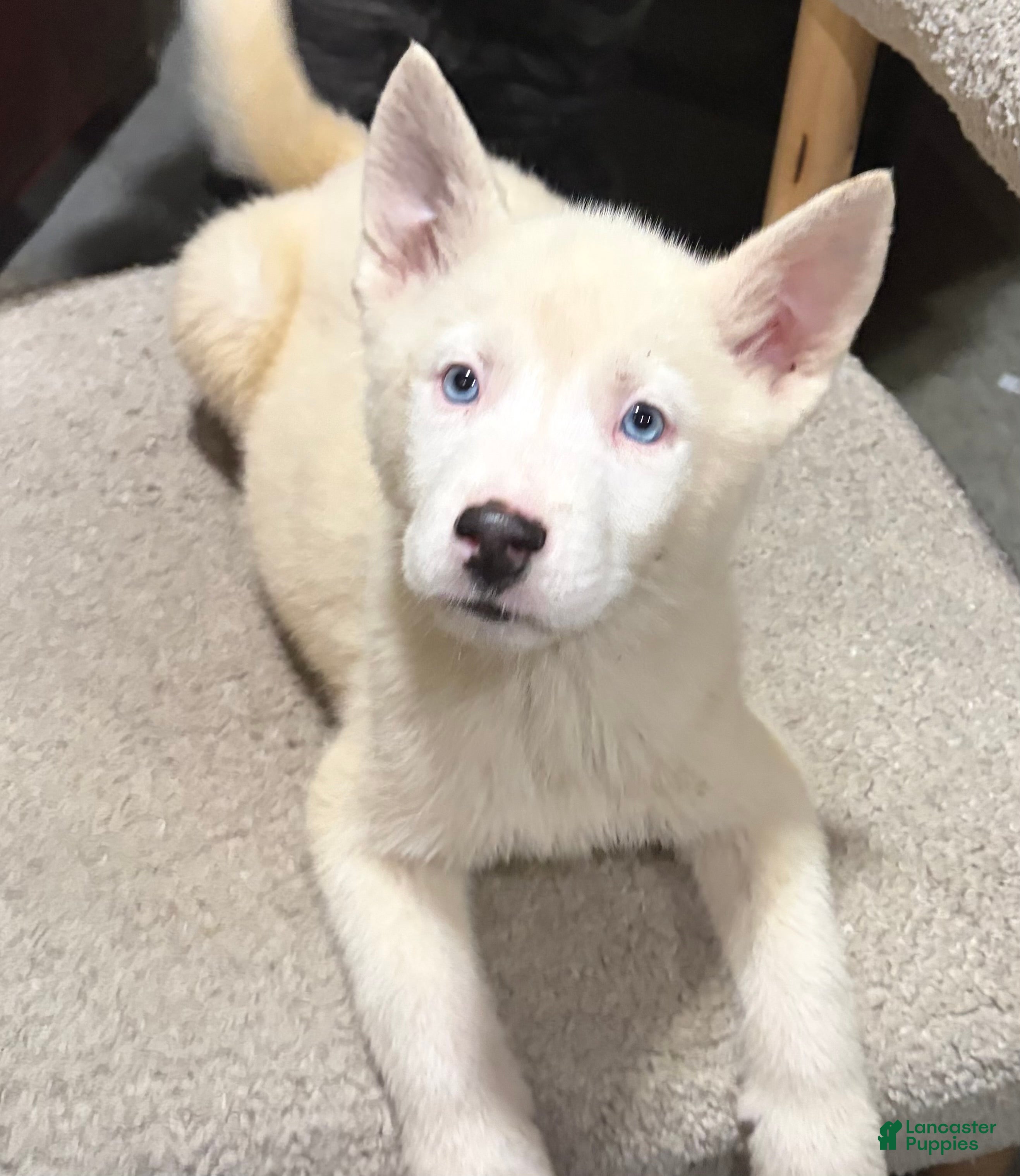 Mixed Breed dogs frost - Ad 2